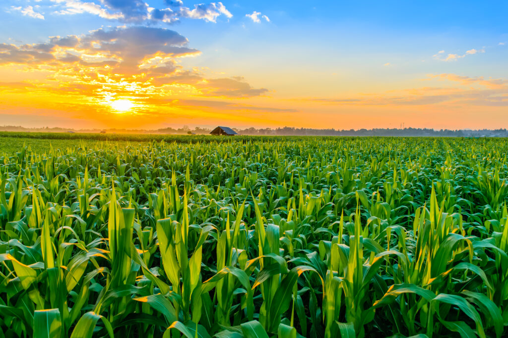 Sunrise over a field of corn