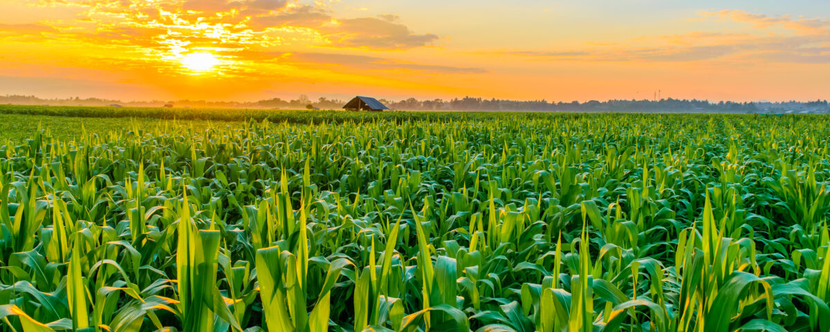 Sunrise over a field of corn