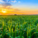 Sunrise over a field of corn