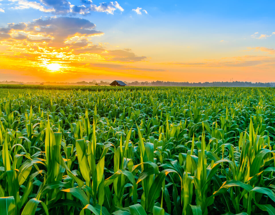 Sunrise over a field of corn